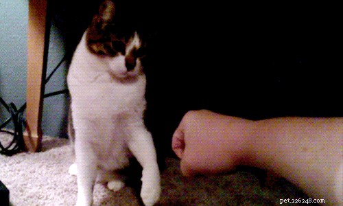 10 Engaging Activities to Strengthen Your Bond with Your Cat