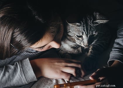 10 Engaging Activities to Strengthen Your Bond with Your Cat
