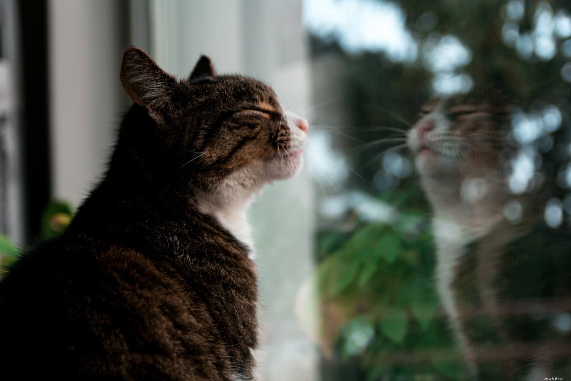 10 Engaging Activities to Strengthen Your Bond with Your Cat