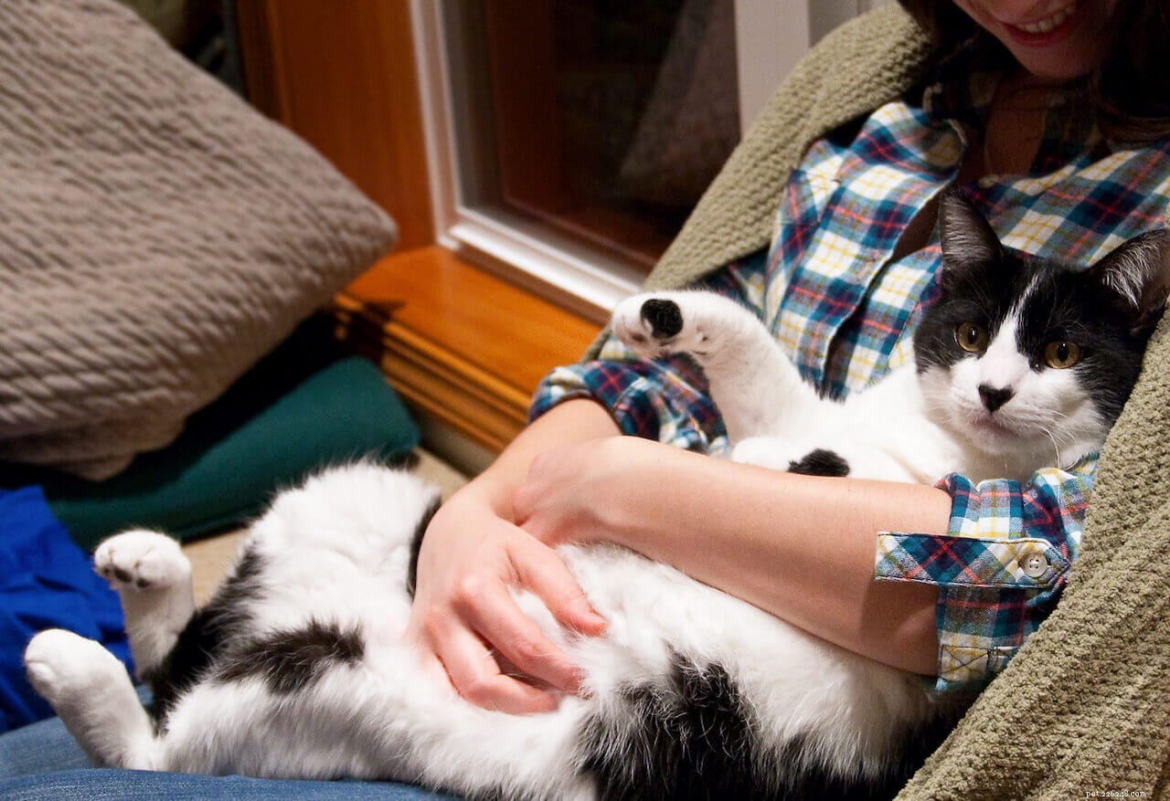10 Engaging Activities to Strengthen Your Bond with Your Cat