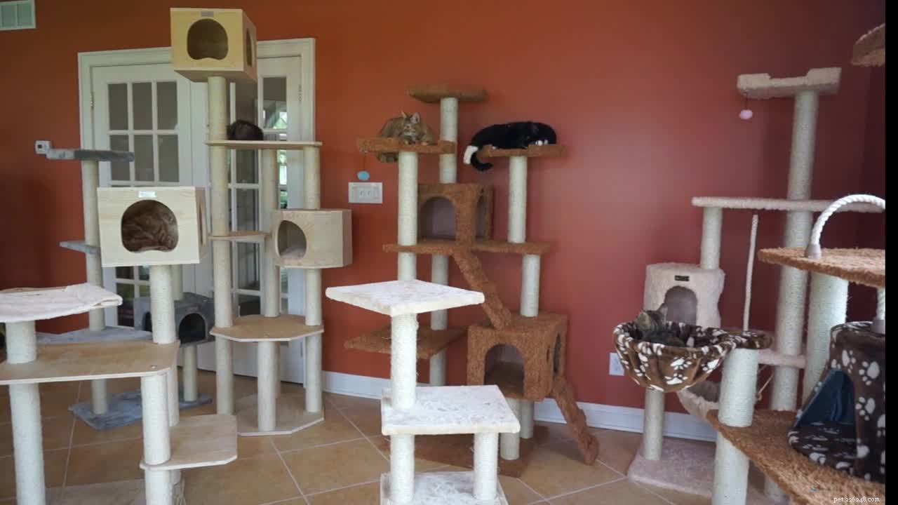 Top Cat Essentials: Products That Keep Indoor Cats Happy and Healthy