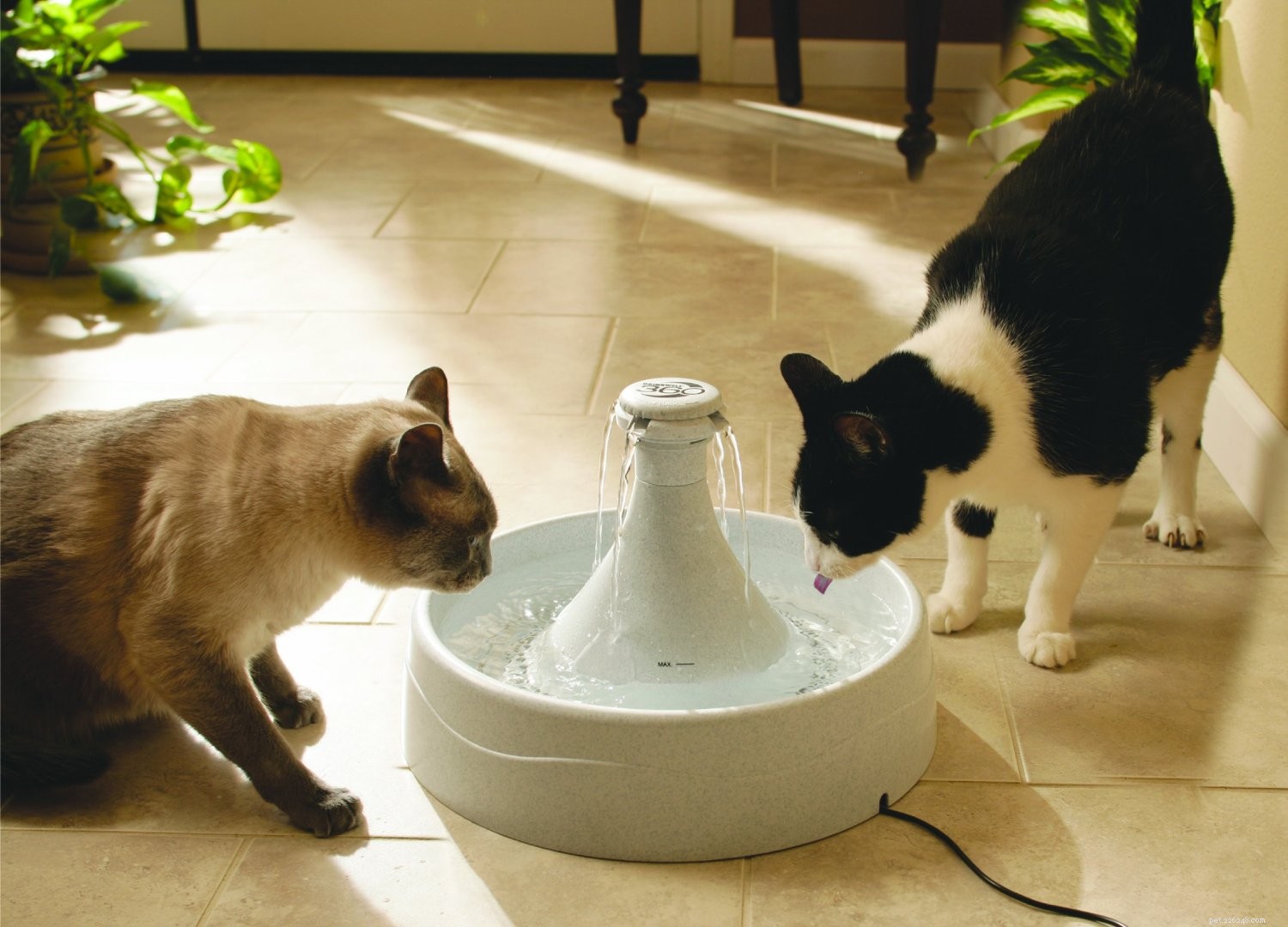 Top Cat Essentials: Products That Keep Indoor Cats Happy and Healthy
