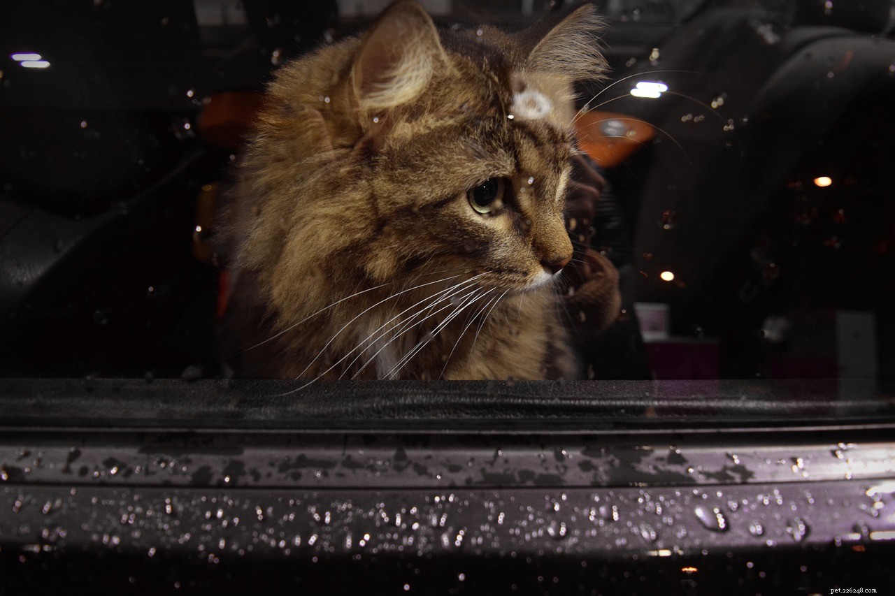 Traveling Safely with Your Cat: Expert Tips for Driving, Flying & More