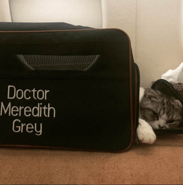 Traveling Safely with Your Cat: Expert Tips for Driving, Flying & More