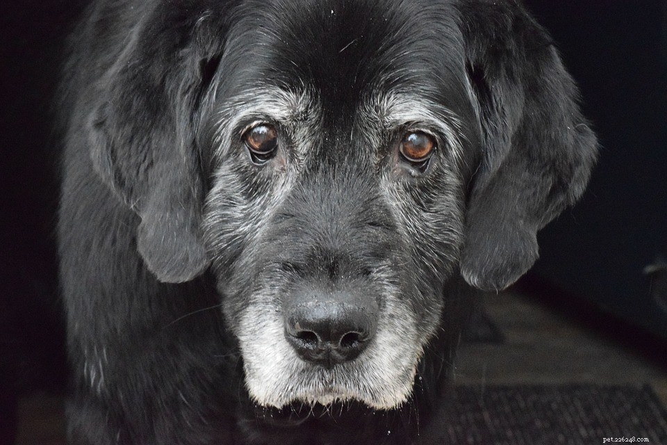 Ensuring Longevity: Expert Tips to Keep Your Aging Pets Joyful & Healthy