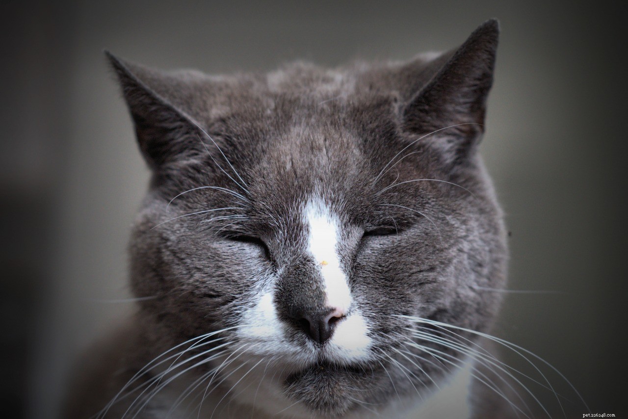 Ensuring Longevity: Expert Tips to Keep Your Aging Pets Joyful & Healthy