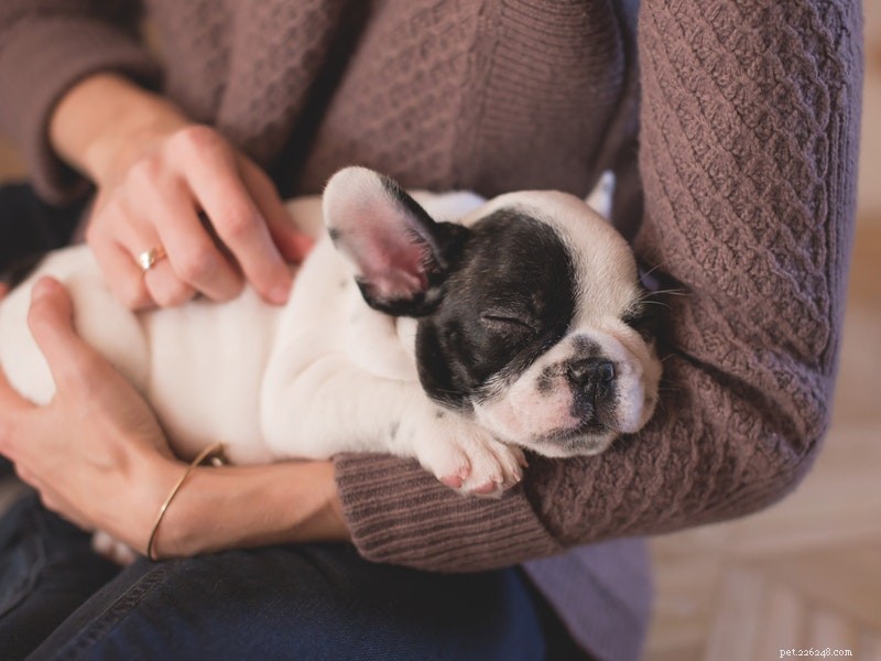 Hotspots in Pets: Causes, Treatment, and Prevention – A Vet s Guide