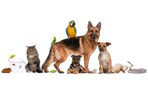 Top Veterinary Specialists in Pittsburgh: A Trusted Guide for Pet Owners