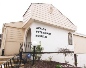 Top Veterinary Specialists in Pittsburgh: A Trusted Guide for Pet Owners