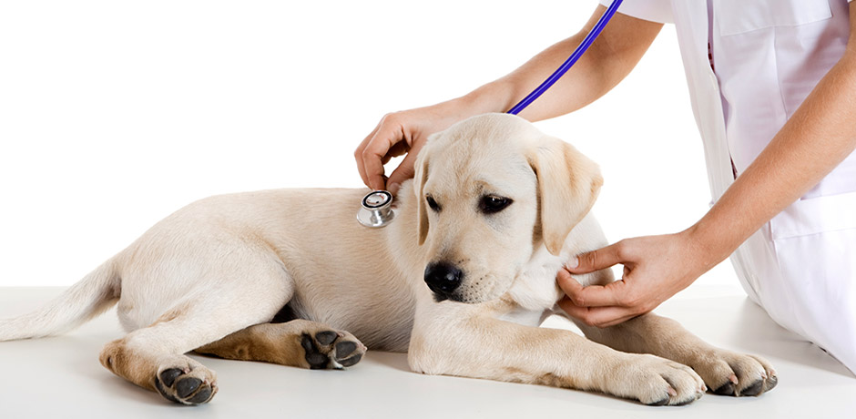Top Veterinary Specialists in Pittsburgh: A Trusted Guide for Pet Owners