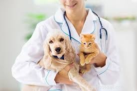 Top Veterinary Specialists in Pittsburgh: A Trusted Guide for Pet Owners