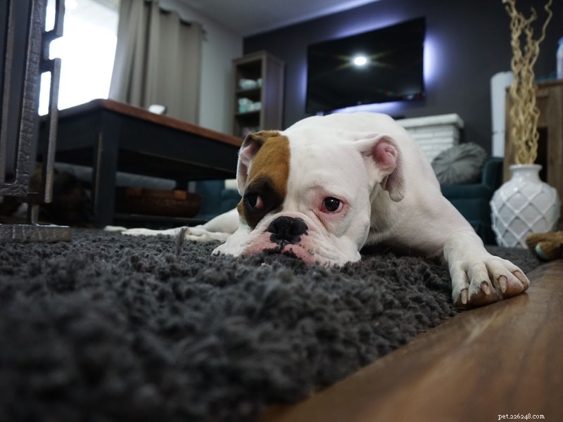How to Move Smoothly with Your Pets: Stress‑Free Tips