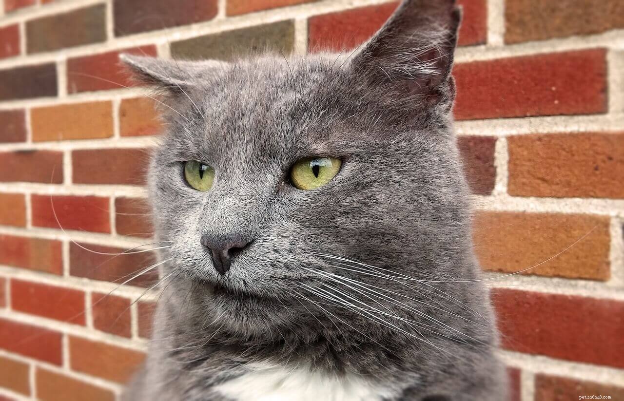 How to Move Smoothly with Your Pets: Stress‑Free Tips