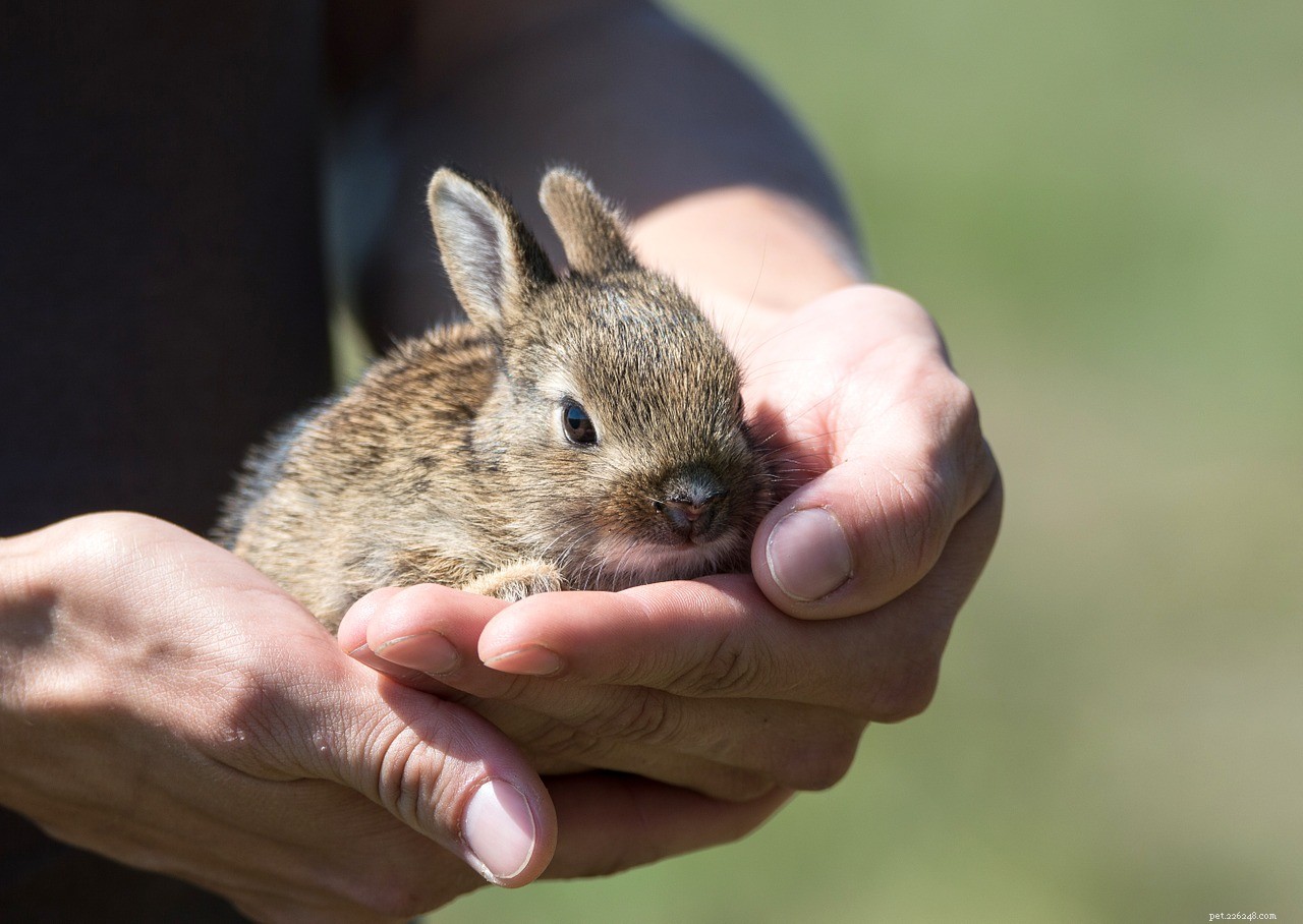 How to Move Smoothly with Your Pets: Stress‑Free Tips