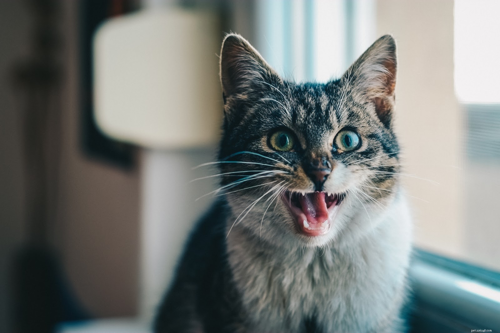 Decode Your Cat s Body Language: A Trusted Guide to Understanding Their Emotions