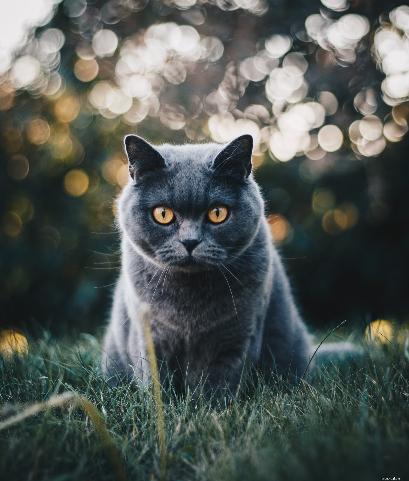 Decode Your Cat s Body Language: A Trusted Guide to Understanding Their Emotions
