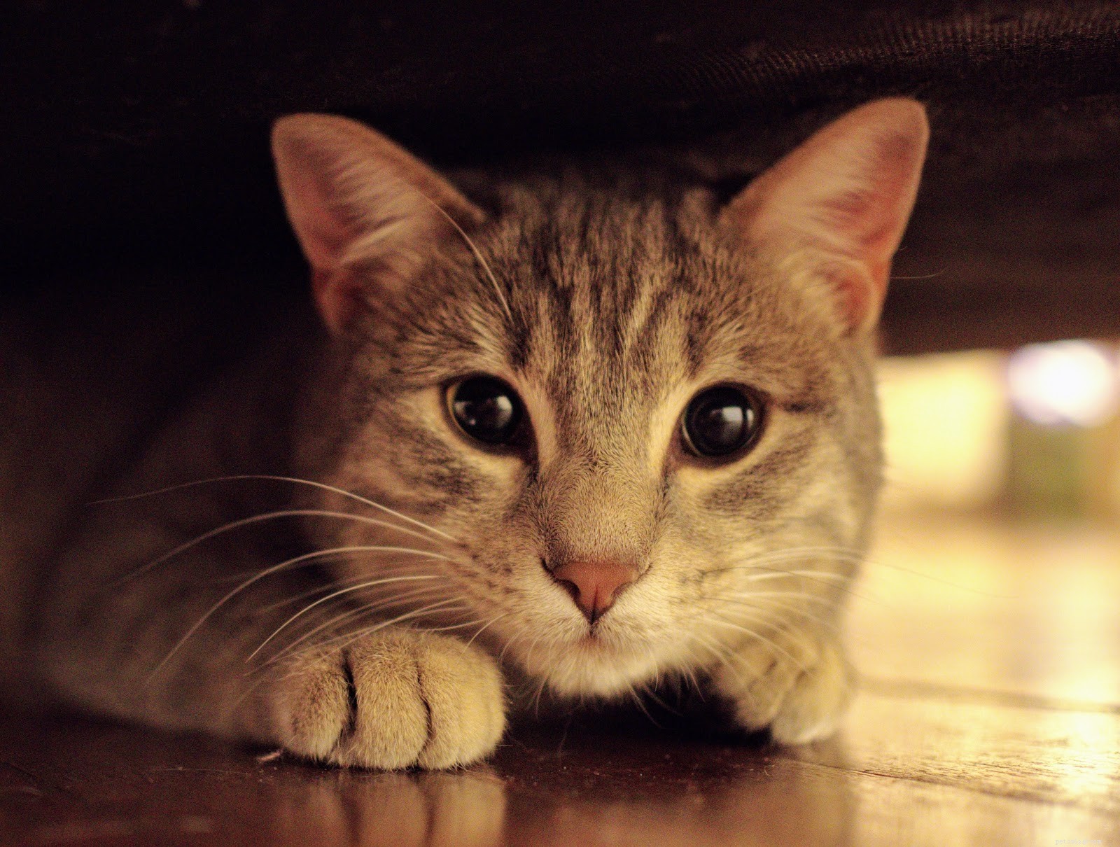 Decode Your Cat s Body Language: A Trusted Guide to Understanding Their Emotions