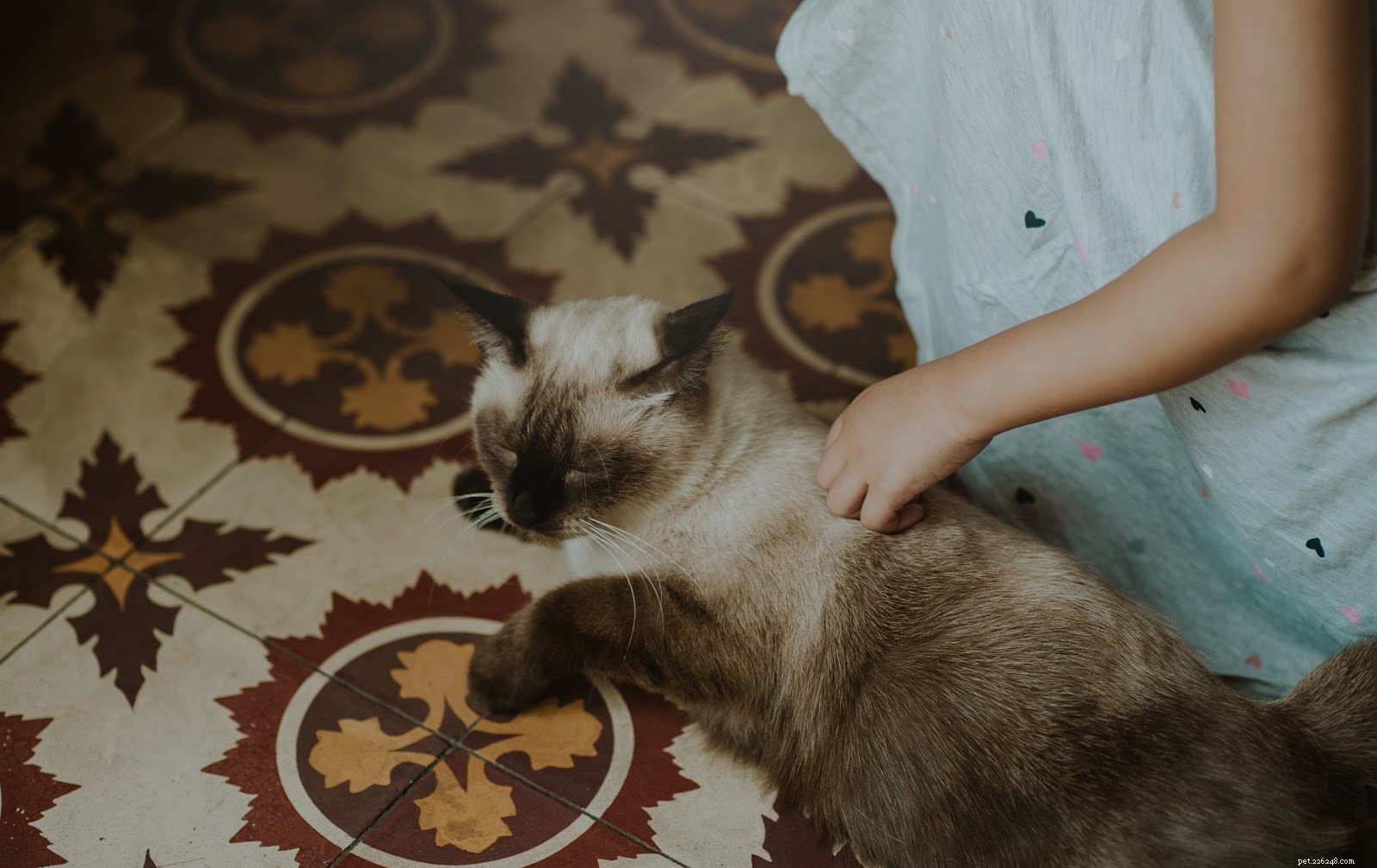 Understanding Your Cat’s Grumpiness: Common Causes Explained