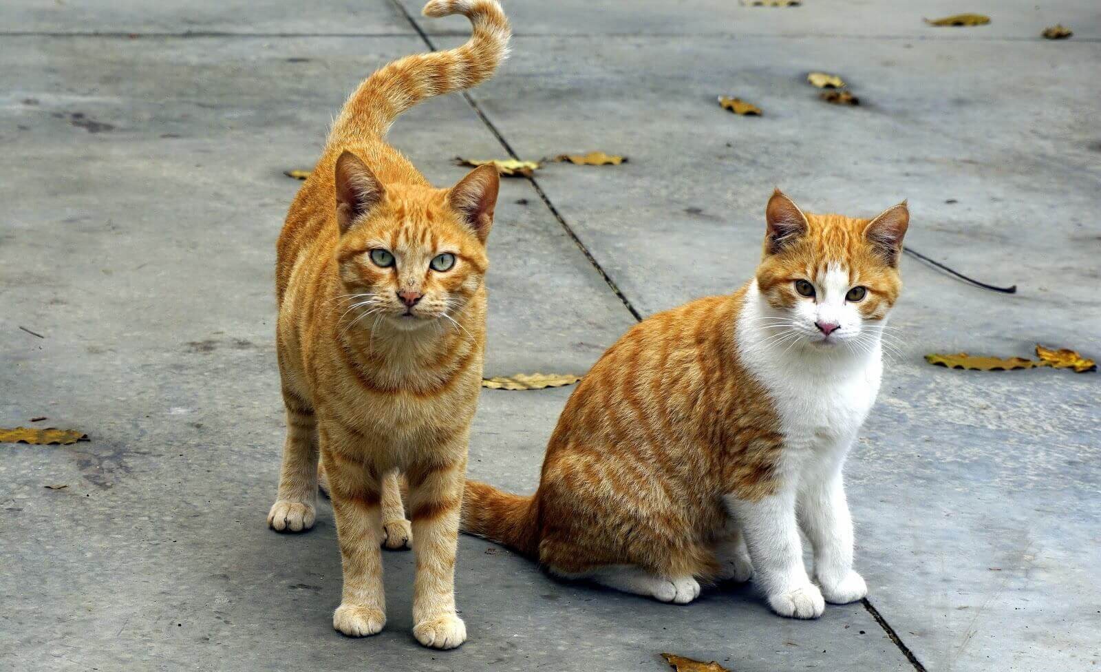Essential Guide to Identifying and Treating Common Cat Skin Conditions