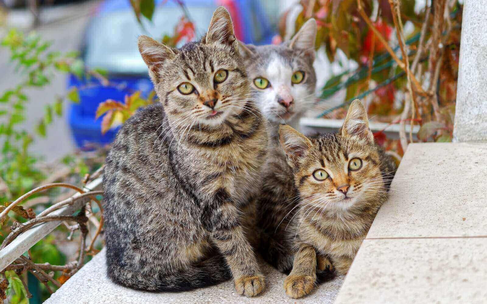Essential Guide to Identifying and Treating Common Cat Skin Conditions