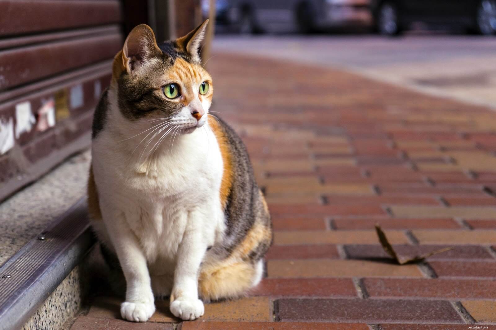Essential Guide to Identifying and Treating Common Cat Skin Conditions