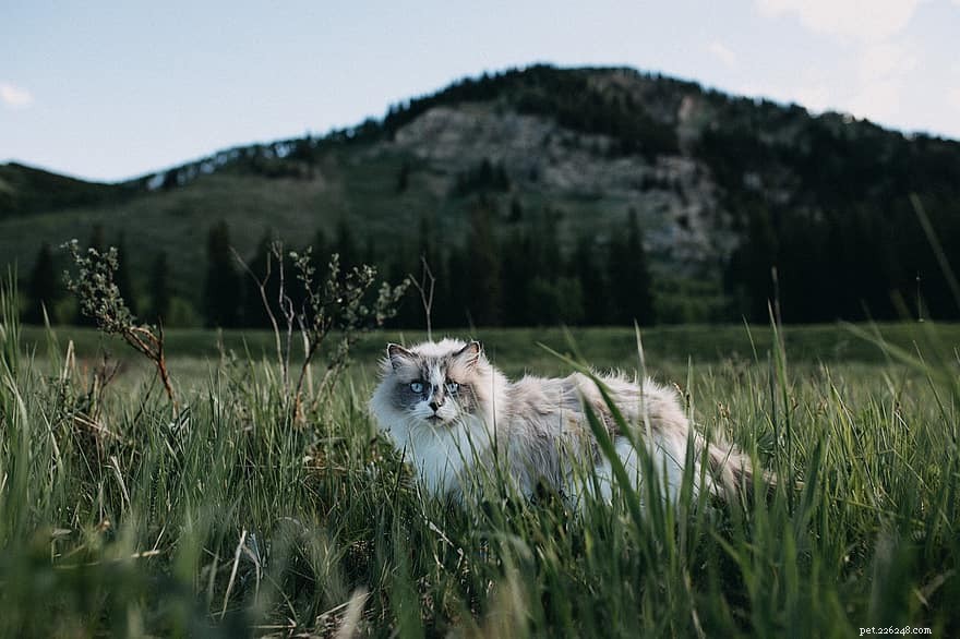Understanding and Treating Your Cat’s Hot Spots: Symptoms, Causes, and Prevention