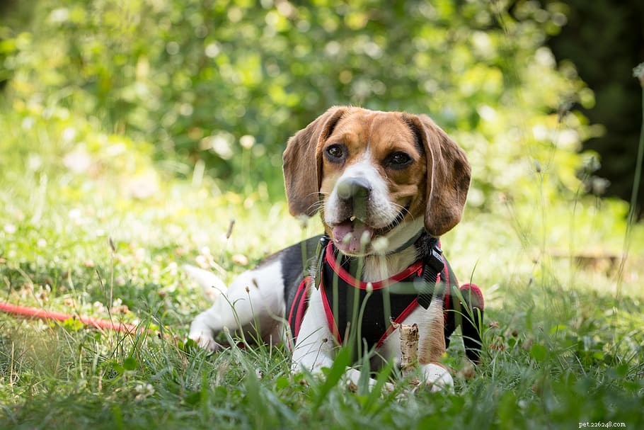 Immediate Steps to Take When You Hit an Animal: A Safe, Responsible Guide