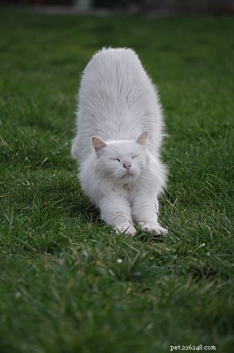 Immediate Steps to Take When You Hit an Animal: A Safe, Responsible Guide