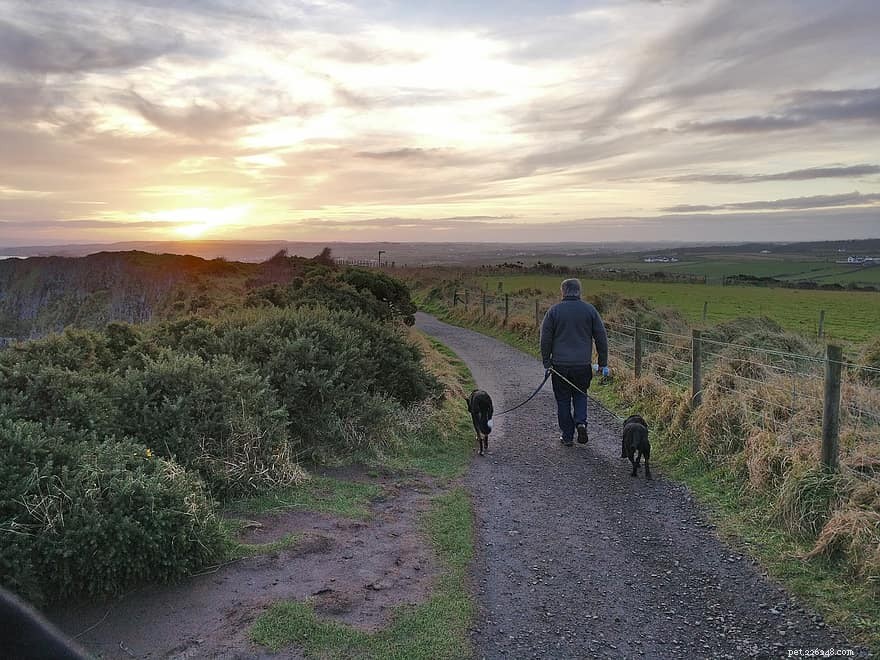Immediate Steps to Take When You Hit an Animal: A Safe, Responsible Guide