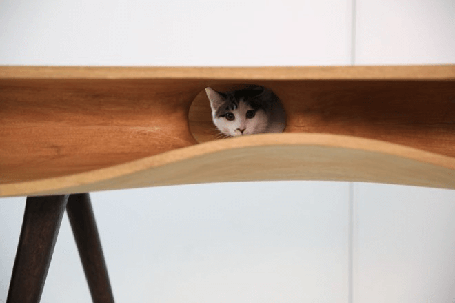 Safeguarding Your Cat: Prevention & Care for Minor Scrapes