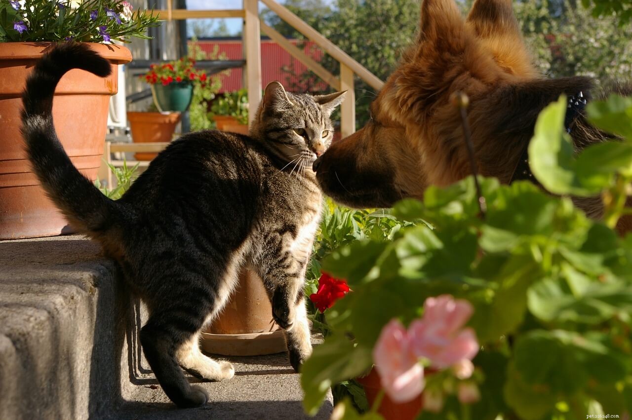 Managing Your Pet During an Animal Fight: Essential Safety Steps