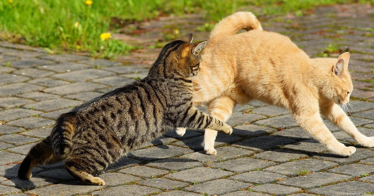 Managing Your Pet During an Animal Fight: Essential Safety Steps