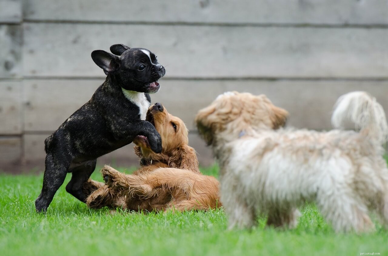 Managing Your Pet During an Animal Fight: Essential Safety Steps