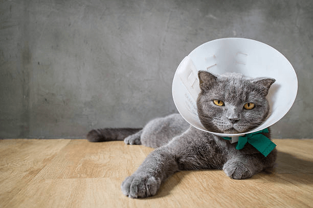 Expert Guide to Cat Skin Care: Treating Flea Bites, Hot Spots, Acne, and Cuts