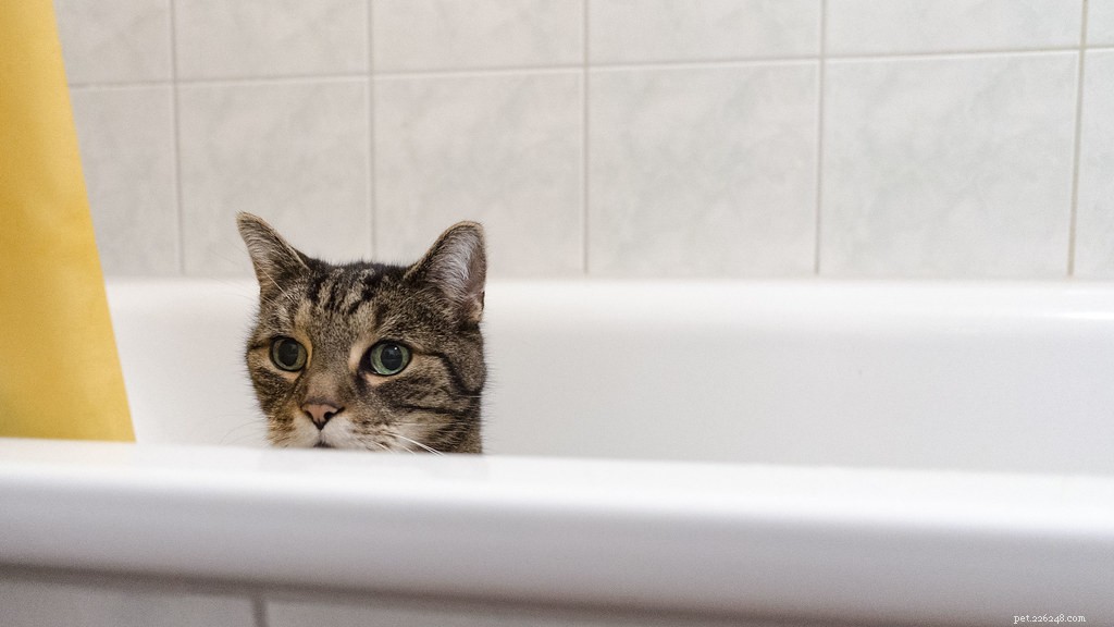 Expert Guide to Cat Skin Care: Treating Flea Bites, Hot Spots, Acne, and Cuts