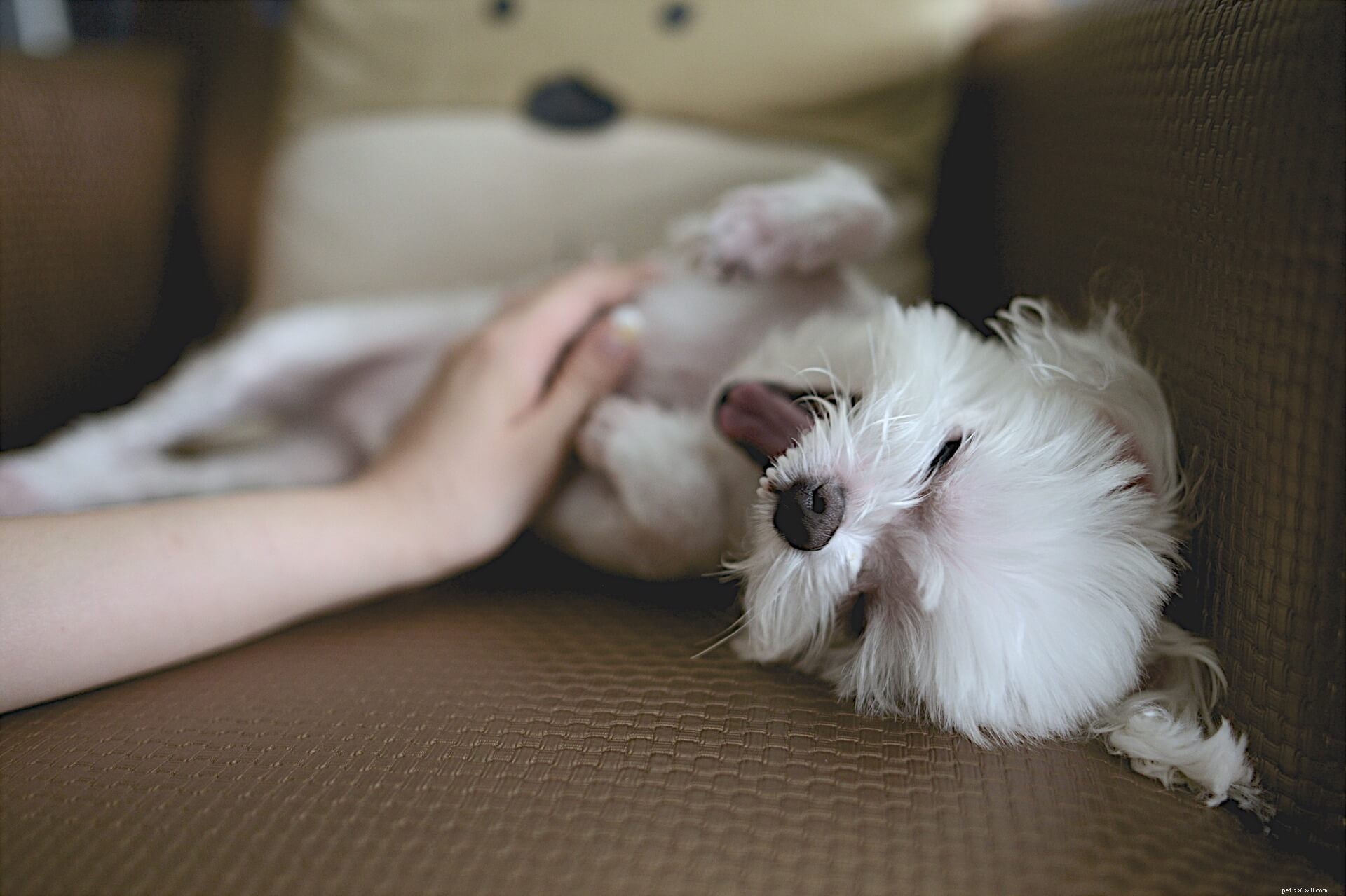 5 Essential Post-Surgery Tips for Spaying/Neutering Your Cats & Dogs