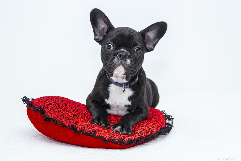 5 Essential Post-Surgery Tips for Spaying/Neutering Your Cats & Dogs