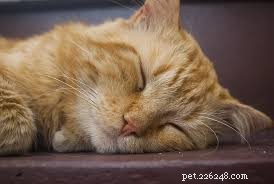 5 Essential Post-Surgery Tips for Spaying/Neutering Your Cats & Dogs
