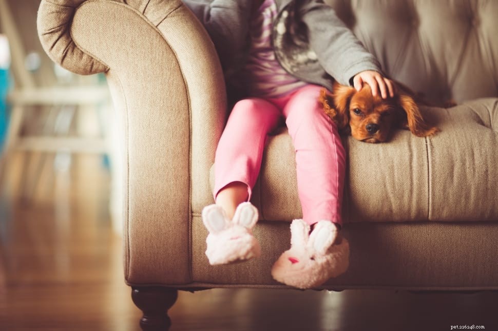 5 Essential Post-Surgery Tips for Spaying/Neutering Your Cats & Dogs