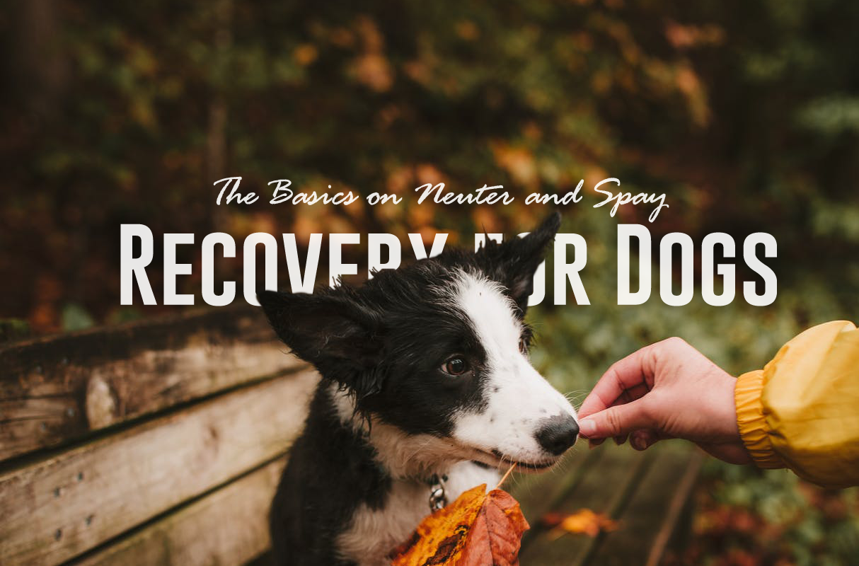 Essential Guide to Post‑Spay and Neuter Recovery for Dogs