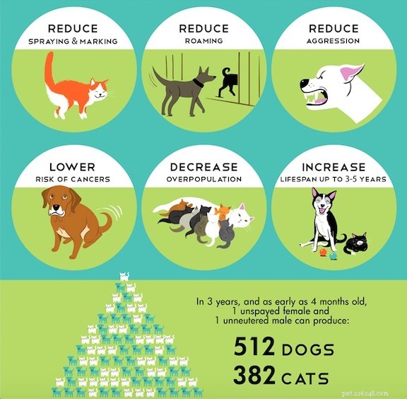 Essential Guide to Post‑Spay and Neuter Recovery for Dogs
