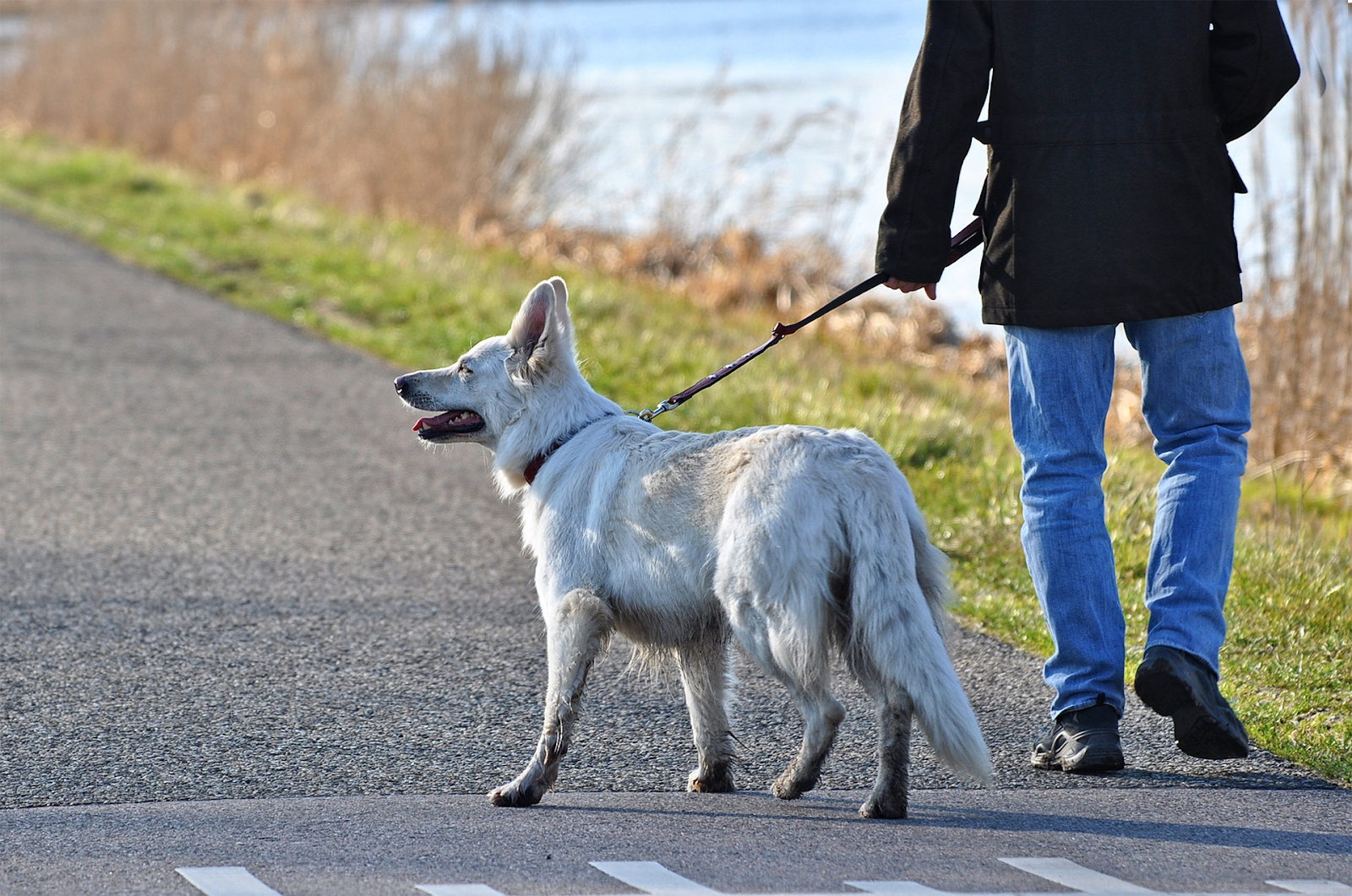 Essential Guide to Post‑Spay and Neuter Recovery for Dogs