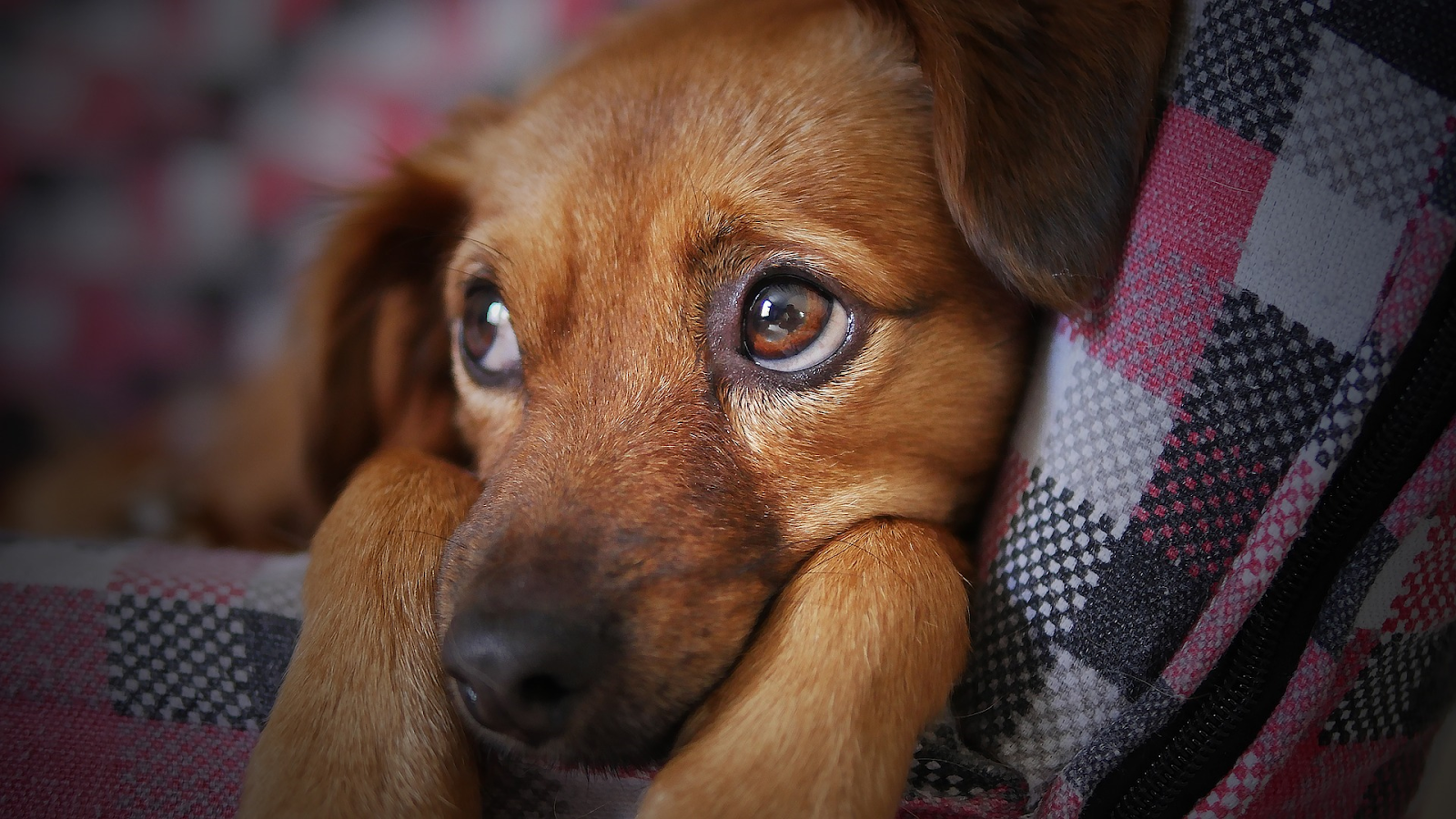 Essential Guide to Post‑Spay and Neuter Recovery for Dogs