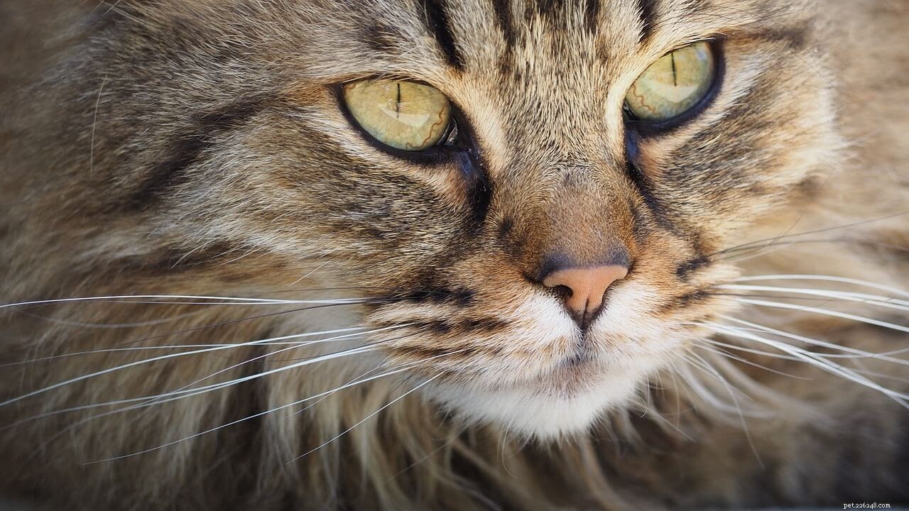 Understanding Cat Dander: Causes, Health Implications, and Effective Removal Tips