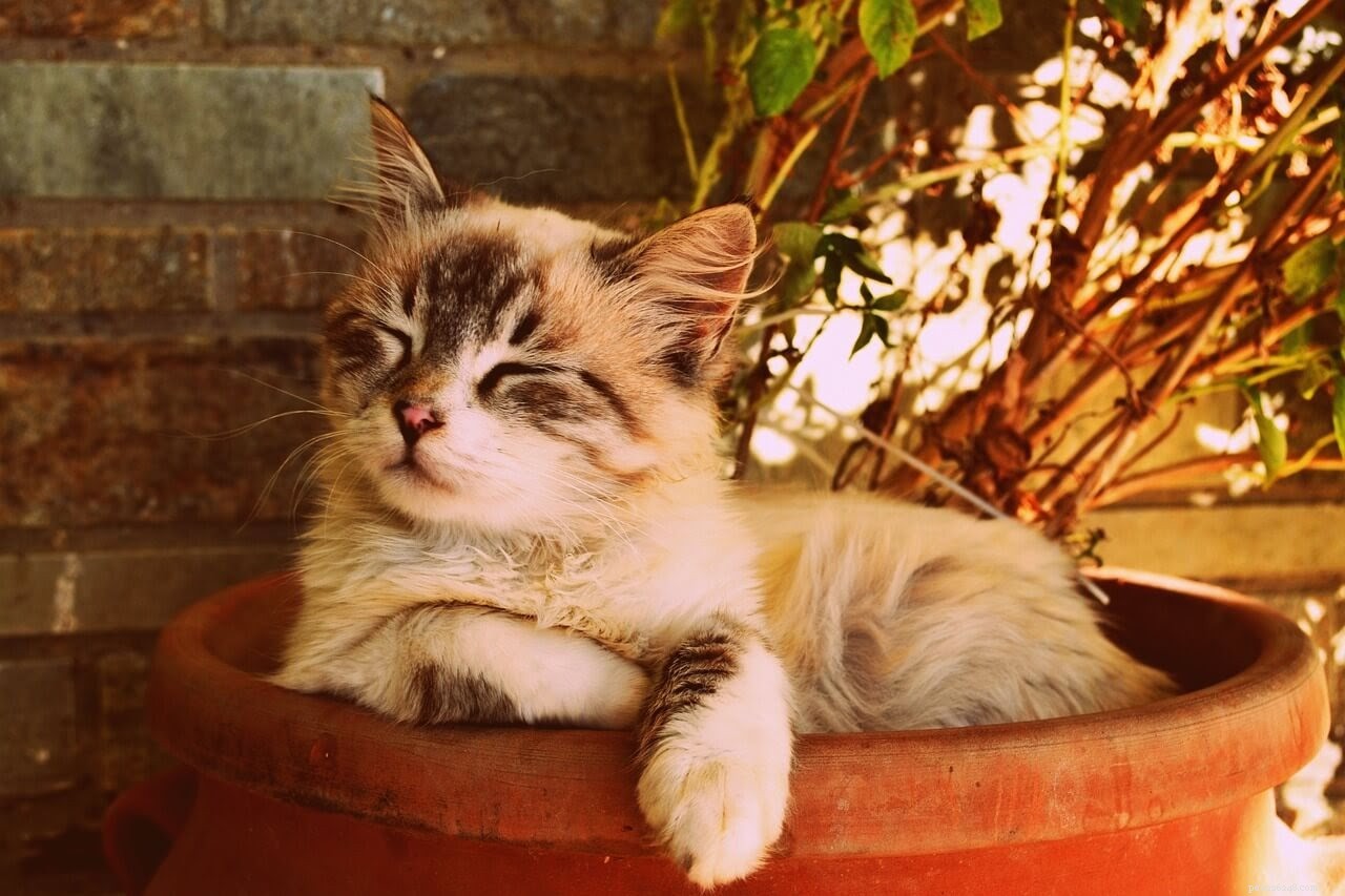 Understanding Cat Dander: Causes, Health Implications, and Effective Removal Tips