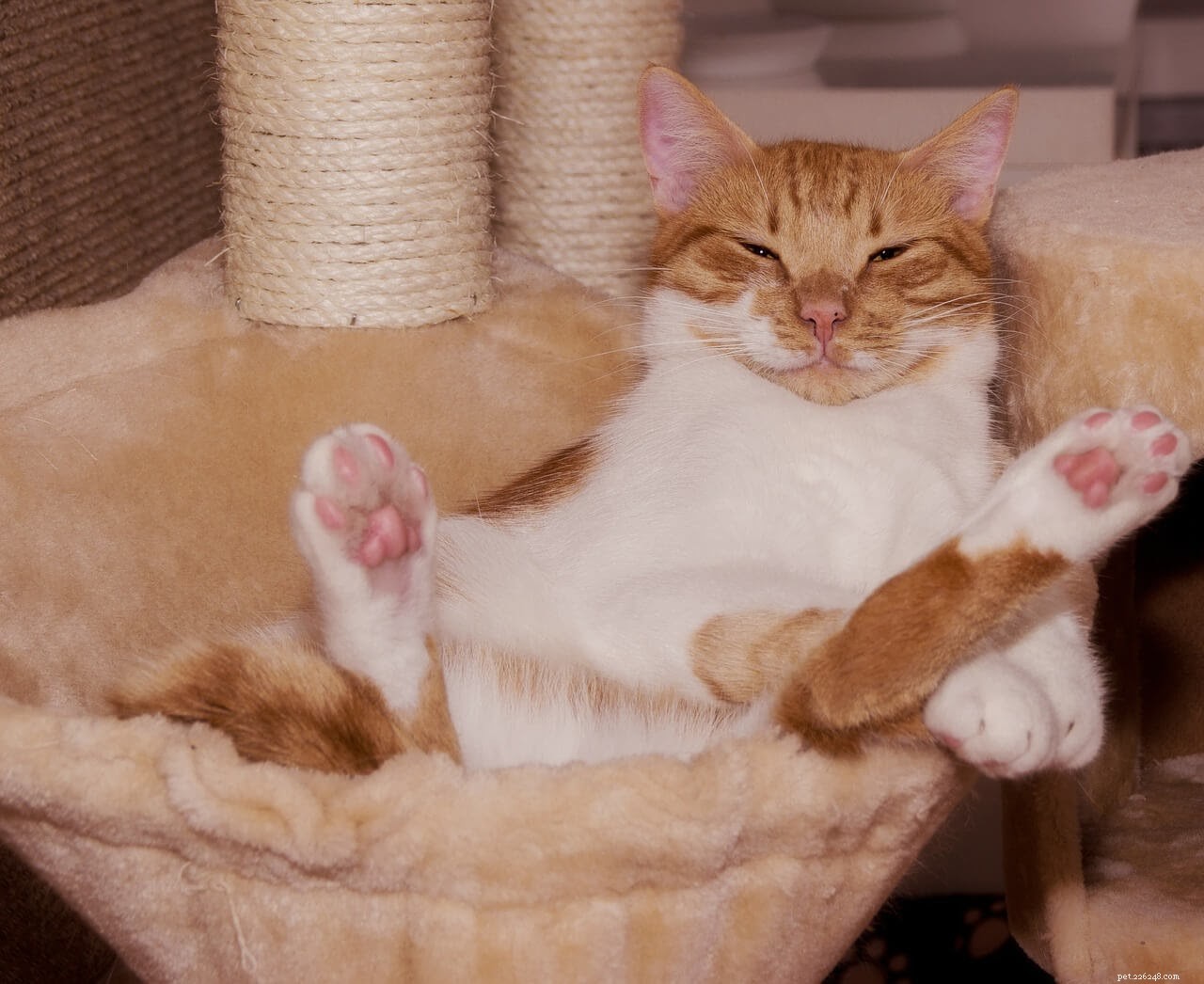Understanding Cat Dander: Causes, Health Implications, and Effective Removal Tips