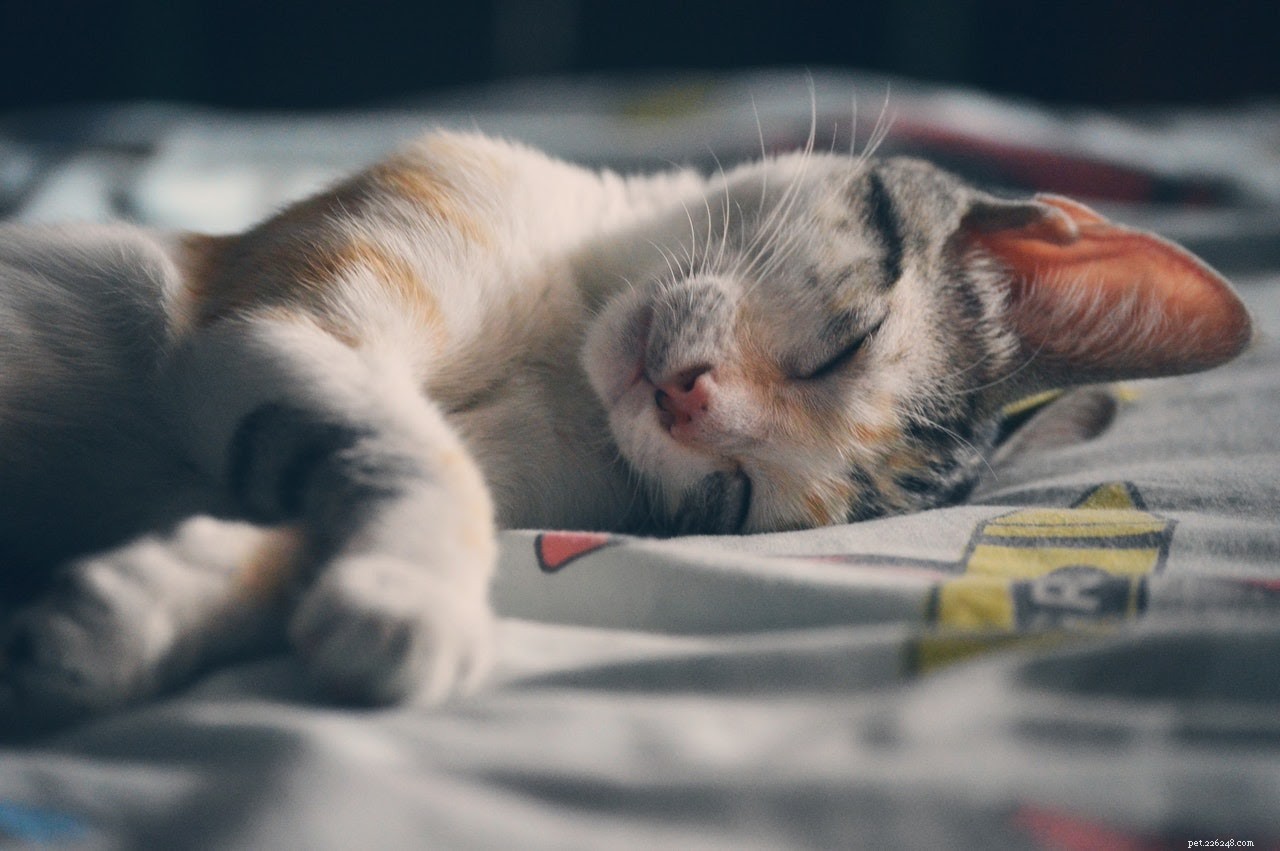 Your Cat Is Injured? Expert Guide to Rapid Healing & Care