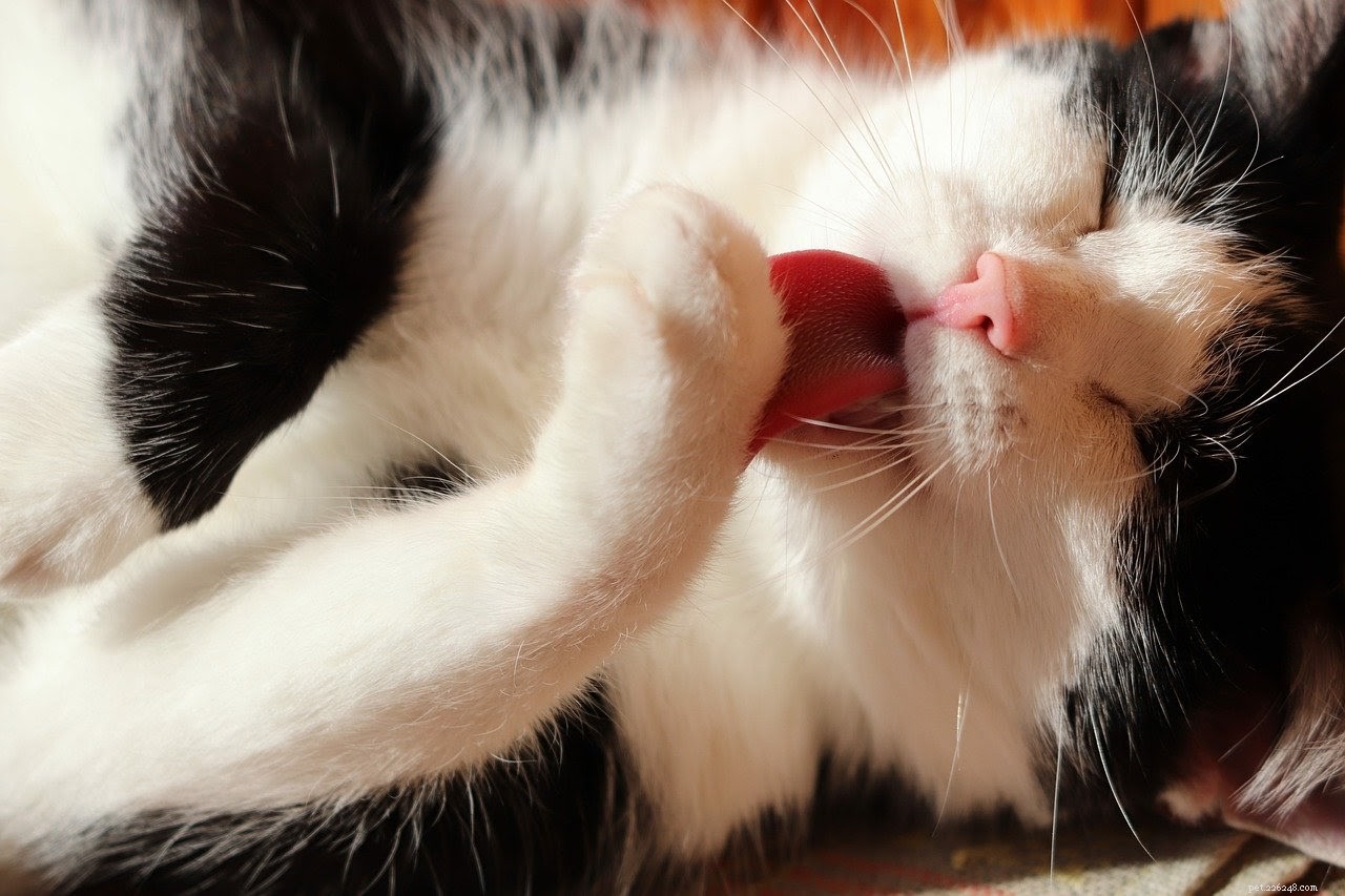 Cats Licking Wounds: Why It Happens and Whether It’s Safe
