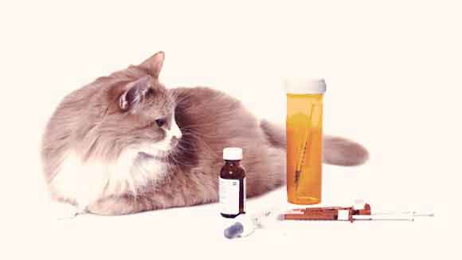 Effective Ways to Relieve Your Cat’s Pain at Home