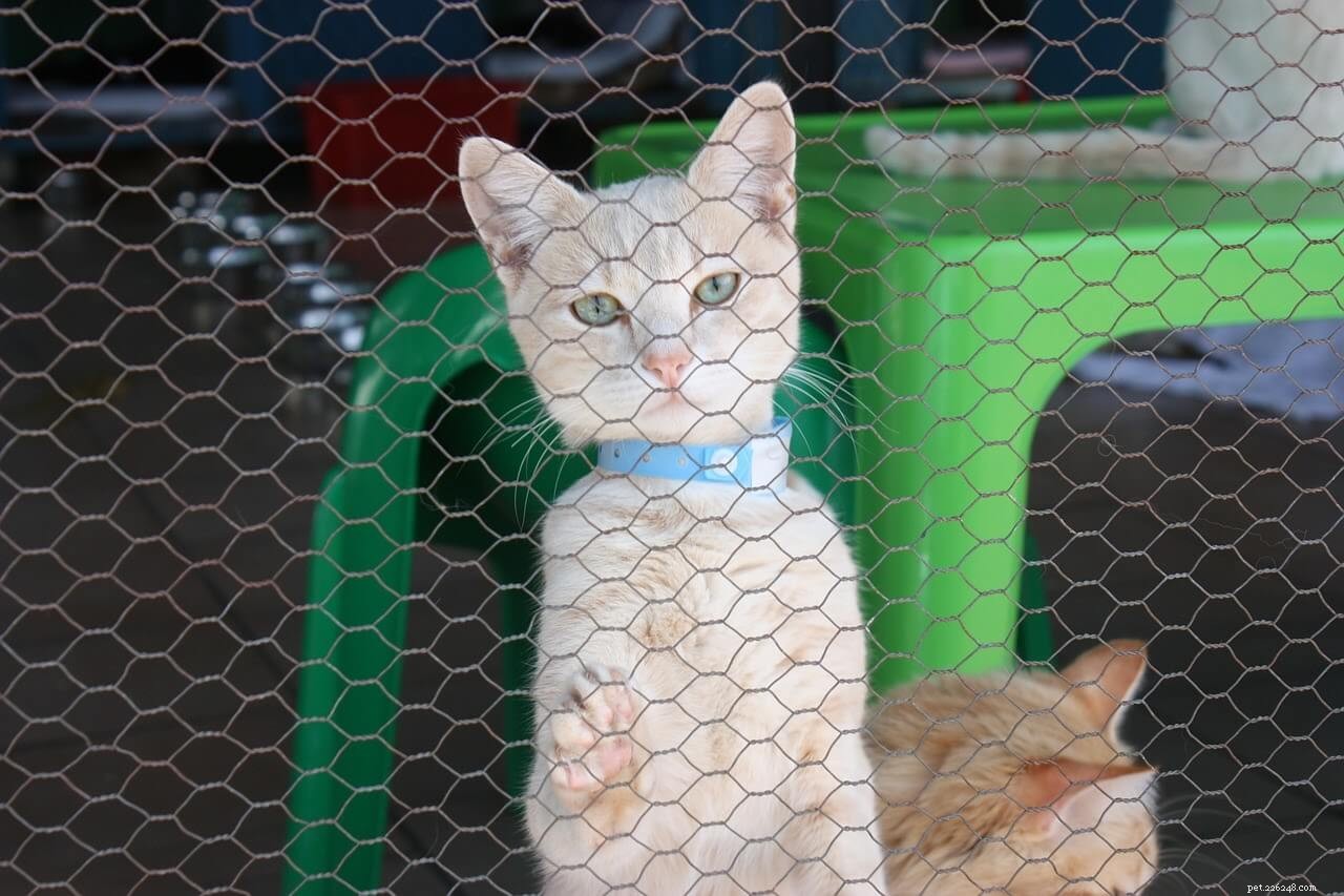 How Much Does Adopting a Cat Cost? A Complete Budget Guide